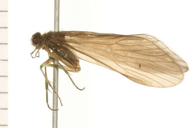 Image of Rhyacophila acutiloba Morse & Ross 1971