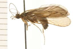 Image of Rhyacophila mainensis Banks 1911