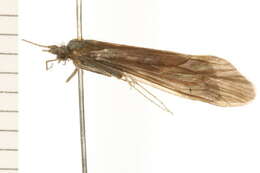 Image of Ceraclea annulicornis