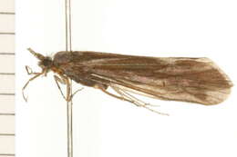 Image of Ceraclea annulicornis