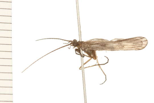 Image of Molanna (Molanna) tryphena Betten 1934