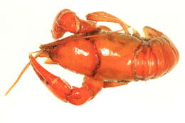 Image of Crayfishes