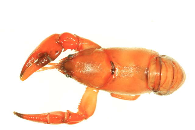 Image of Crayfishes