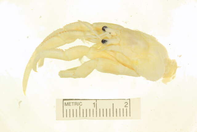 Image of acadian hermit crab