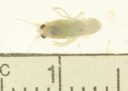 Image de Astacoidea Latreille 1802