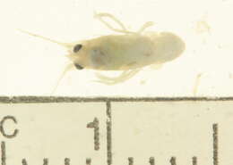 Imagem de Astacoidea Latreille 1802