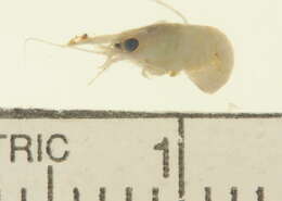 Image of Crayfishes