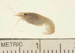 Image of Crayfishes