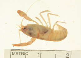 Imagem de Astacoidea Latreille 1802