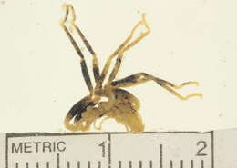 Image of Sericosura verenae (Child 1987)