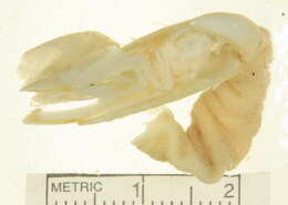 Image of Leucolepas longa Southward & Jones 2003