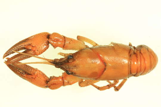 Image of Crayfishes