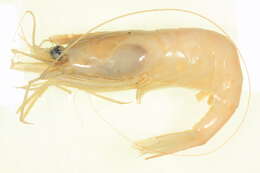 Image of northern prawn