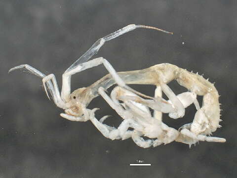 Image of Japanese skeleton shrimp