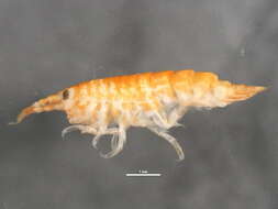 Image of Calliopiidae G. O. Sars 1893