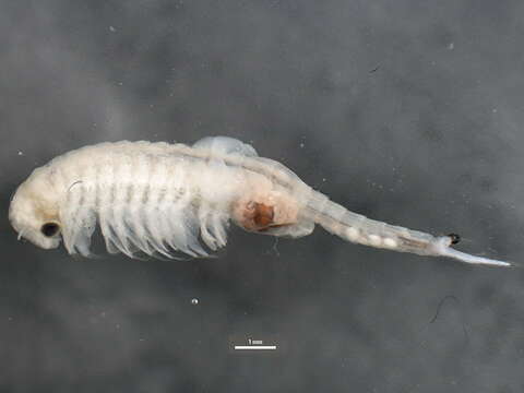 Image of fairy shrimp