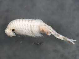 Image of Chirocephalidae