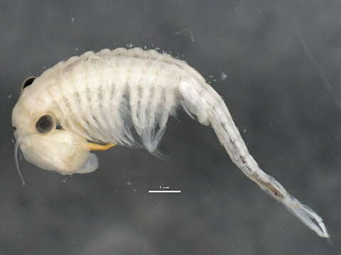 Image of fairy shrimp