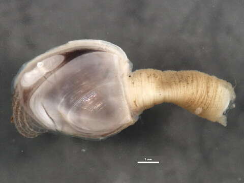 Image of Goosefish Barnacle