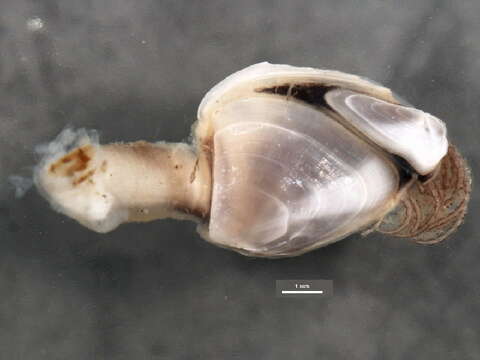 Image of Goosefish Barnacle