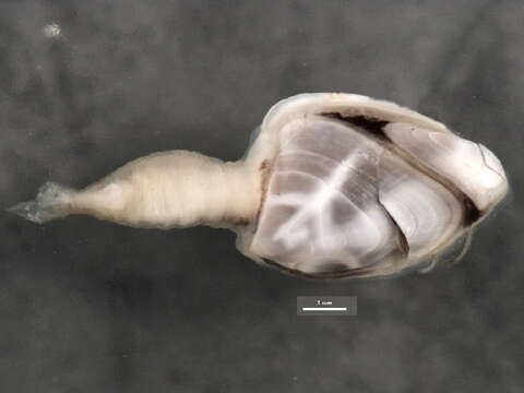 Image of Goosefish Barnacle