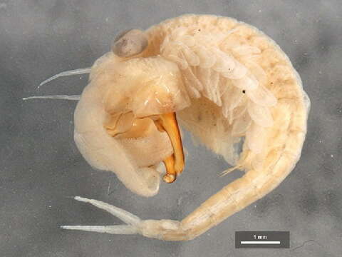 Image of fairy shrimp
