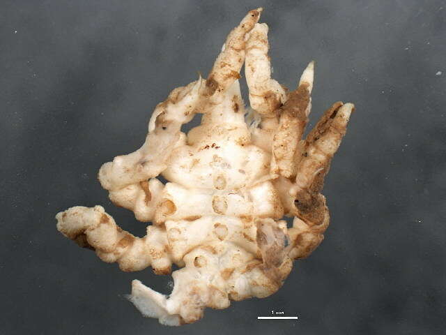 Pycnogonum litorale (Strøm 1762)的圖片