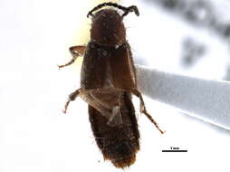 Image of rove beetles