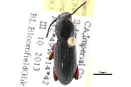 Image of Tenebrioninae Latreille 1802