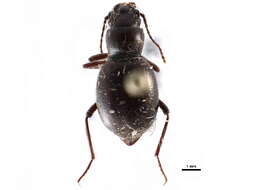 Image of darkling beetles