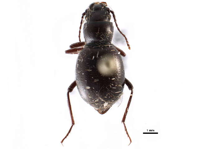 Image of darkling beetles