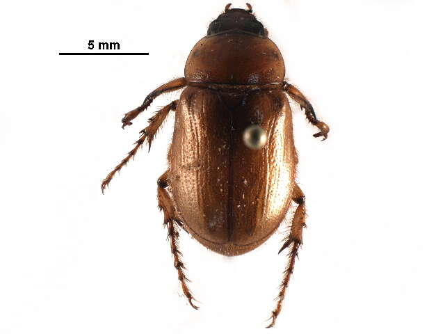 Image of Southern Masked Chafer