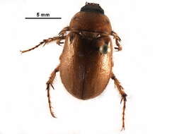 Image of Southern Masked Chafer