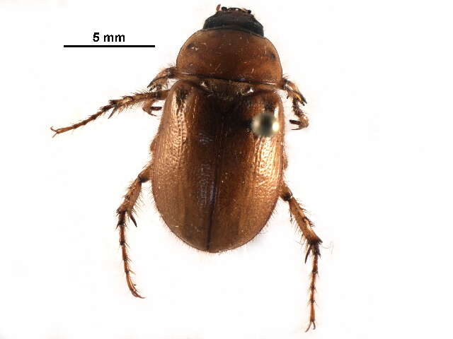 Image of Southern Masked Chafer