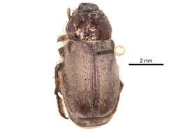 Image of Phyllophaga trochanter