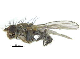 Pelomyia resmi