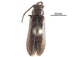 Image of dascillid soft-bodied plant beetles