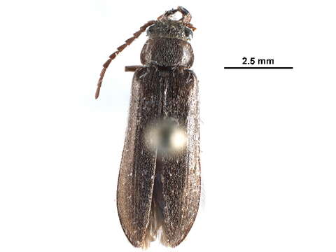 Image of dascillid soft-bodied plant beetles