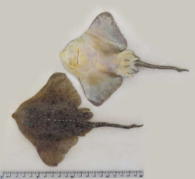 Image of Arctic Skate