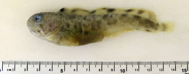 Image of perch-like fish