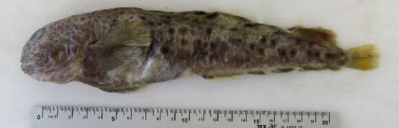 Image of spotted wolffish