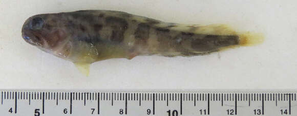 Image of spotted wolffish