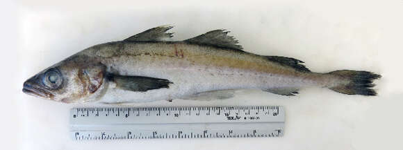 Image of Alaska pollock