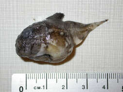 Image of Leatherfin lumpsucker
