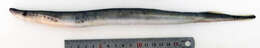 Image of Arctic Lamprey