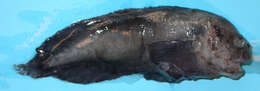 Image of snailfishes