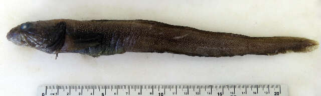 Image of Paamiut eelpout