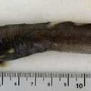 Image of Longear eelpout