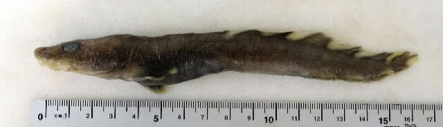 Image of Longear eelpout