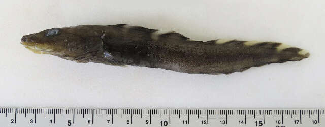 Image of Longear eelpout